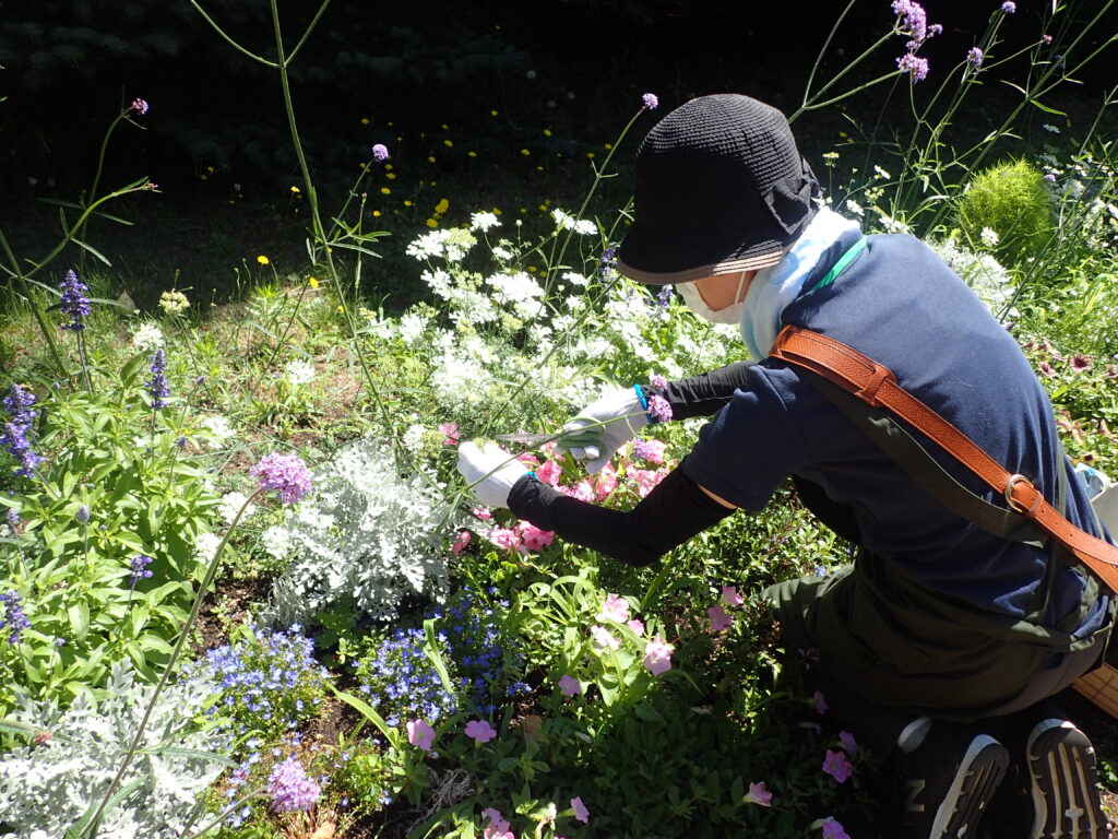 2025年さっぽろまちづくりガーデニング講座課外活動メンテナンス（百合が原公園①）－メンテナンス活動の様子