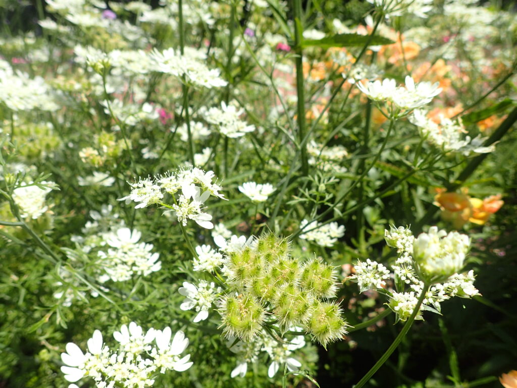 2025年さっぽろまちづくりガーデニング講座課外活動メンテナンス（百合が原公園①）－メンテナンス前のオルラヤの様子