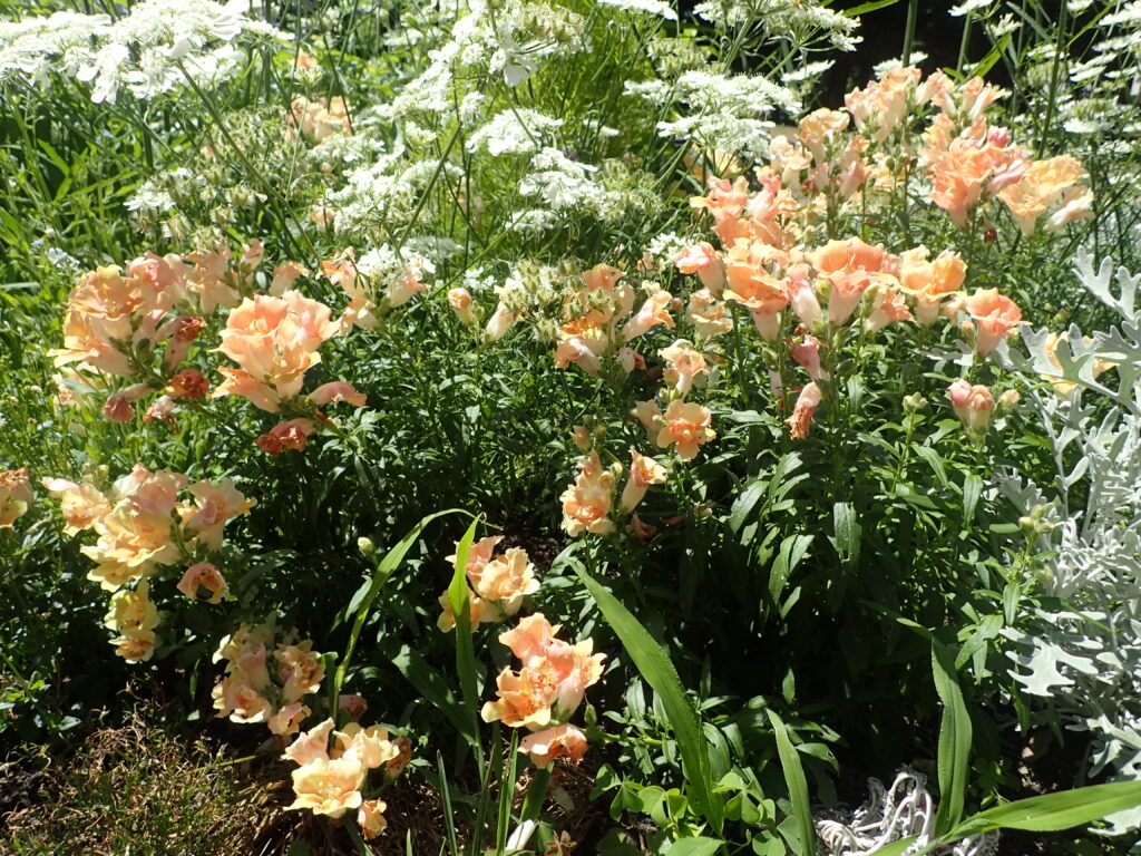 2025年さっぽろまちづくりガーデニング講座課外活動メンテナンス（百合が原公園①）－メンテナンス前キンギョソウの様子