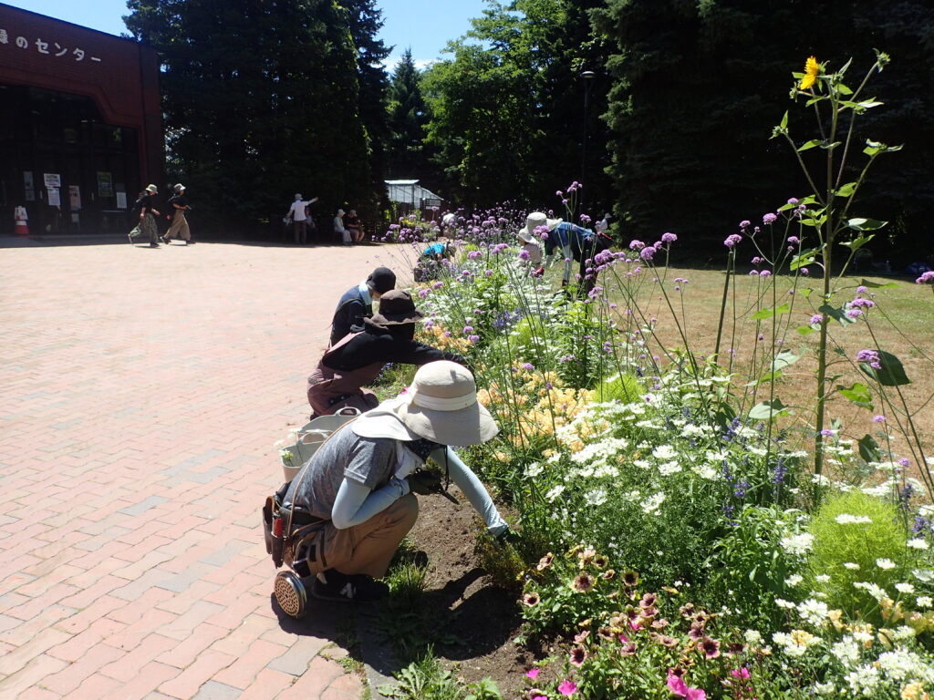 2025年さっぽろまちづくりガーデニング講座課外活動メンテナンス（百合が原公園①）－メンテナンス活動の様子
