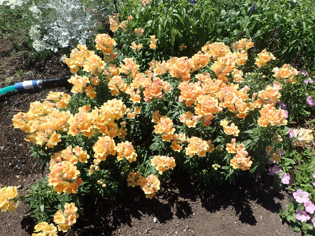 2025年さっぽろまちづくりガーデニング講座課外活動メンテナンス（百合が原公園①）－メンテナンス後キンギョソウの様子