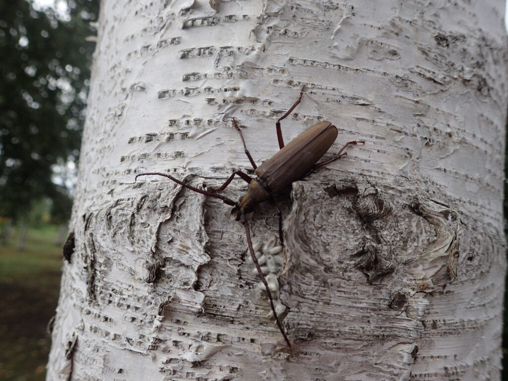 2025年さっぽろまちづくりガーデニング講座第11回目－カミキリムシ