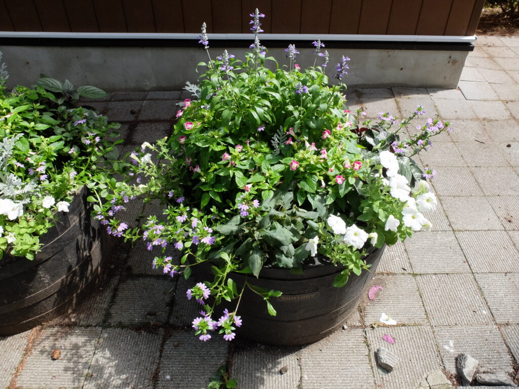 2025年さっぽろまちづくりガーデニング講座課外活動メンテナンス（円山公園③）－メンテナンス前のコンテナの様子