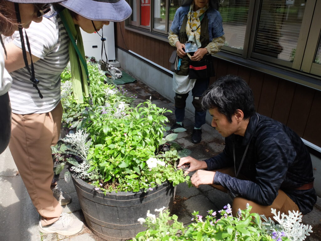 2025年さっぽろまちづくりガーデニング講座課外活動メンテナンス（円山公園③）－メンテナンス活動の様子