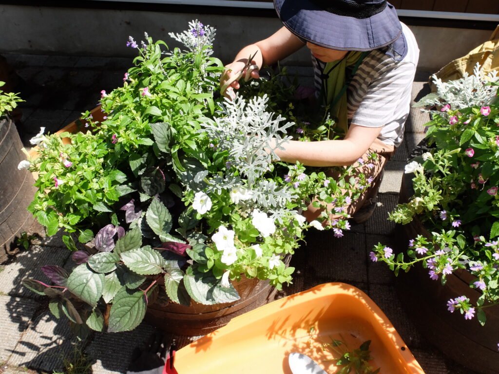 2025年さっぽろまちづくりガーデニング講座課外活動メンテナンス（円山公園③）－メンテナンス活動の様子