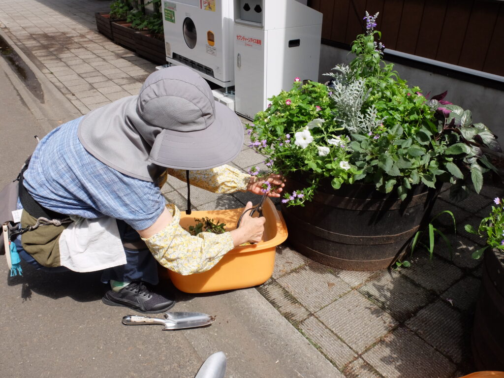 2025年さっぽろまちづくりガーデニング講座課外活動メンテナンス（円山公園③）－メンテナンス活動の様子