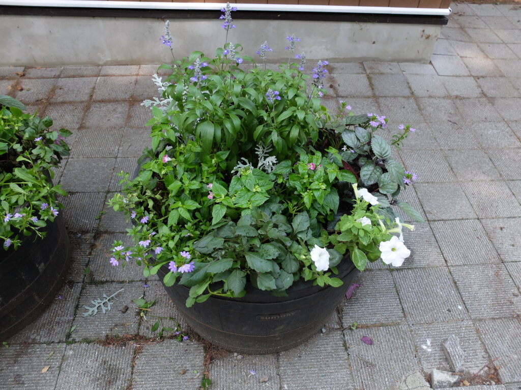 2025年さっぽろまちづくりガーデニング講座課外活動メンテナンス（円山公園③）－メンテナンス後のコンテナの様子