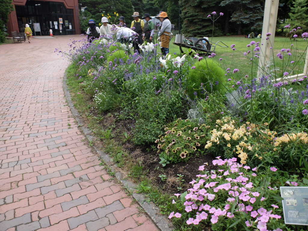 2025年さっぽろまちづくりガーデニング講座課外活動メンテナンス（百合が原公園②）－メンテナンス前の花壇の様子