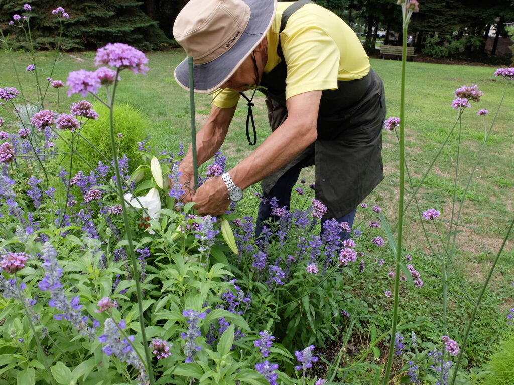2025年さっぽろまちづくりガーデニング講座課外活動メンテナンス（百合が原公園②）－メンテナンス活動の様子