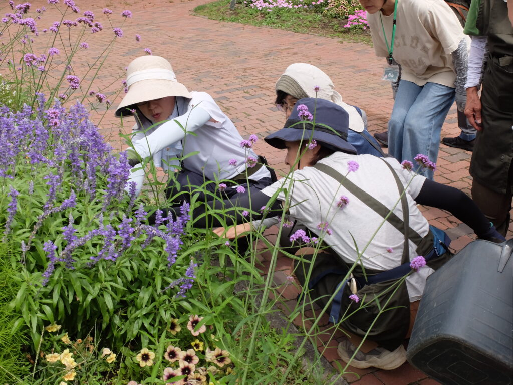 2025年さっぽろまちづくりガーデニング講座課外活動メンテナンス（百合が原公園②）－メンテナンス活動の様子