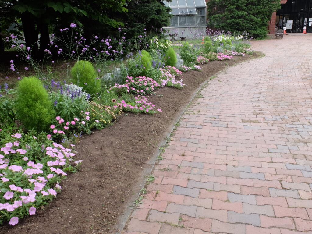 2025年さっぽろまちづくりガーデニング講座課外活動メンテナンス（百合が原公園②）－メンテナンス後の花壇の様子