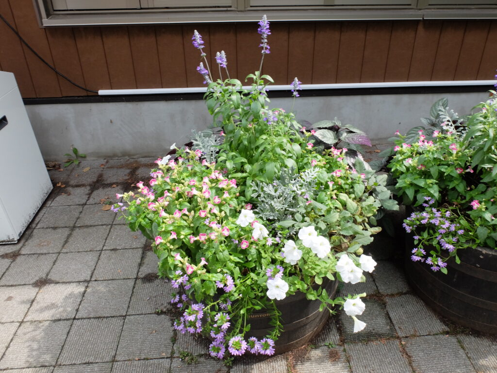 2025年さっぽろまちづくりガーデニング講座課外活動メンテナンス（円山公園④）－メンテナンス前のコンテナの様子