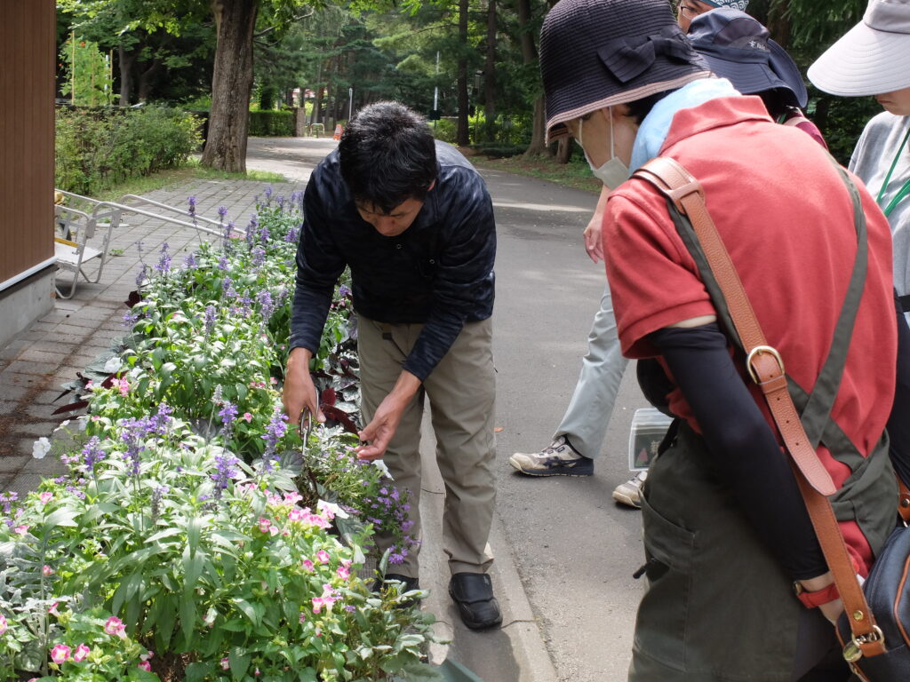 2025年さっぽろまちづくりガーデニング講座課外活動メンテナンス（円山公園④）－メンテナンス活動の様子