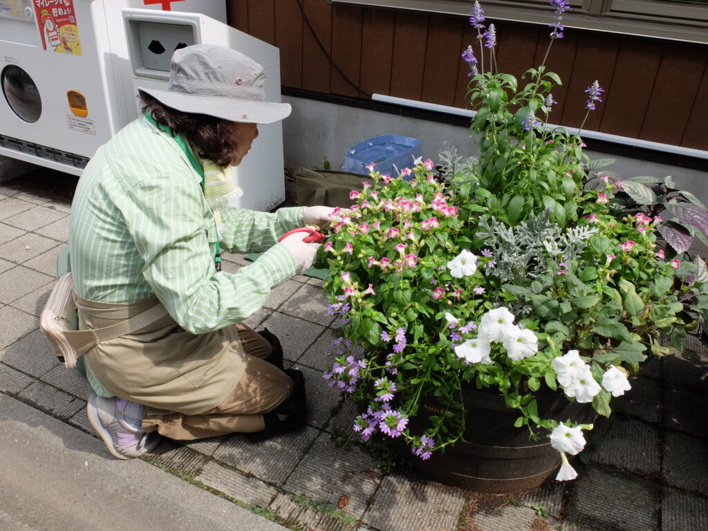 2025年さっぽろまちづくりガーデニング講座課外活動メンテナンス（円山公園④）－メンテナンス活動の様子