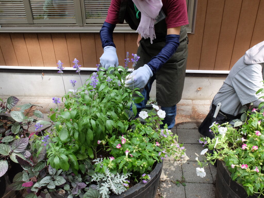 2025年さっぽろまちづくりガーデニング講座課外活動メンテナンス（円山公園④）－メンテナンス活動の様子