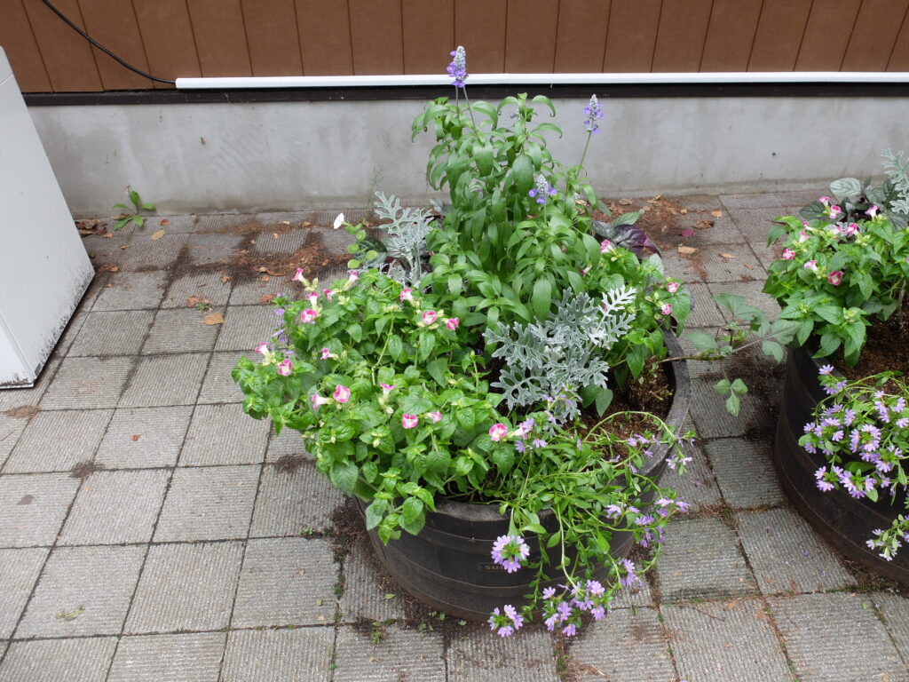 2025年さっぽろまちづくりガーデニング講座課外活動メンテナンス（円山公園④）－メンテナンス後のコンテナの様子