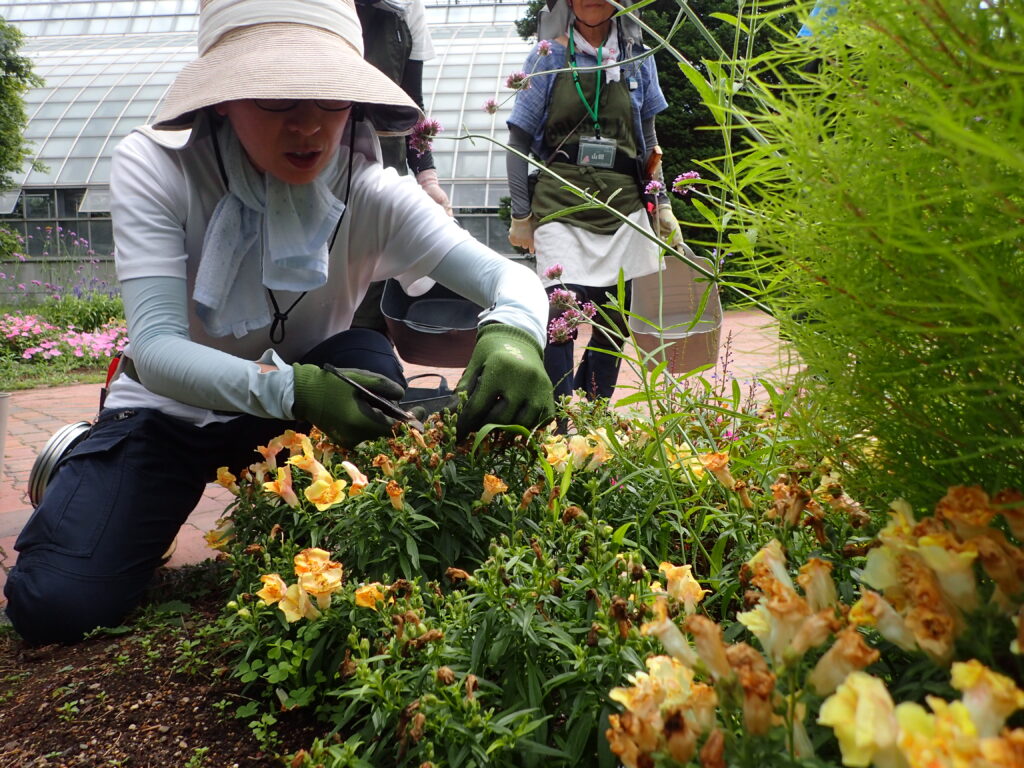 2025年さっぽろまちづくりガーデニング講座課外活動メンテナンス（百合が原公園②）－メンテナンス活動の様子
