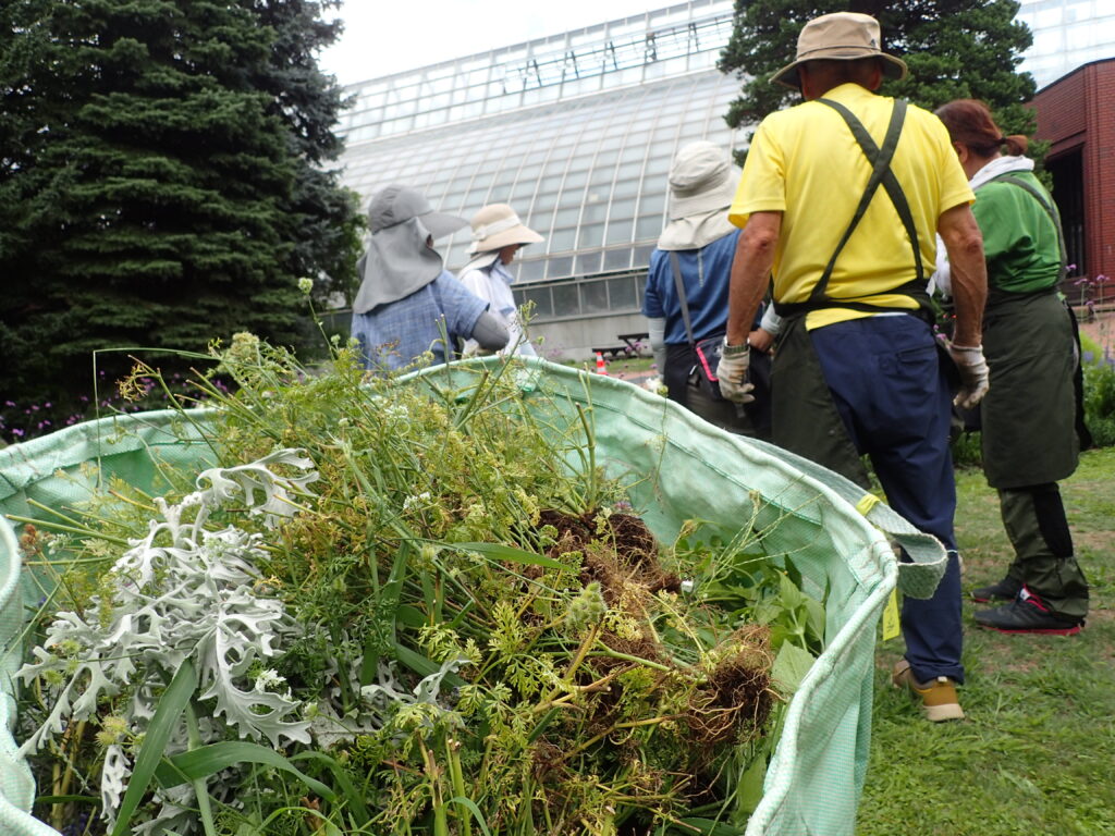 2025年さっぽろまちづくりガーデニング講座課外活動メンテナンス（百合が原公園②）－メンテナンス活動の様子