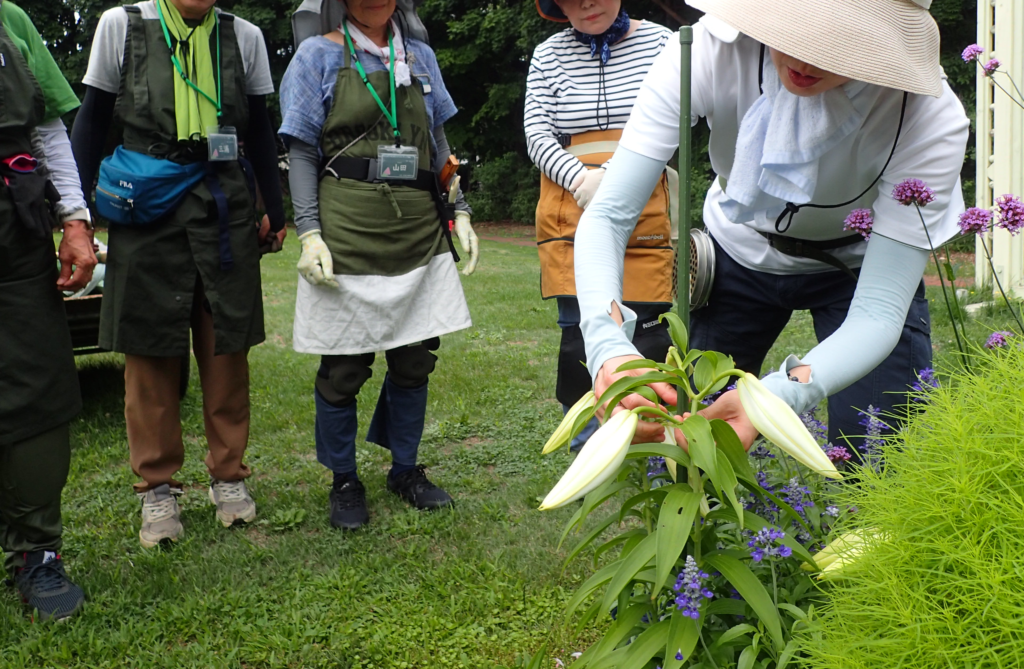2025年さっぽろまちづくりガーデニング講座課外活動メンテナンス（百合が原公園②）－メンテナンス活動の様子