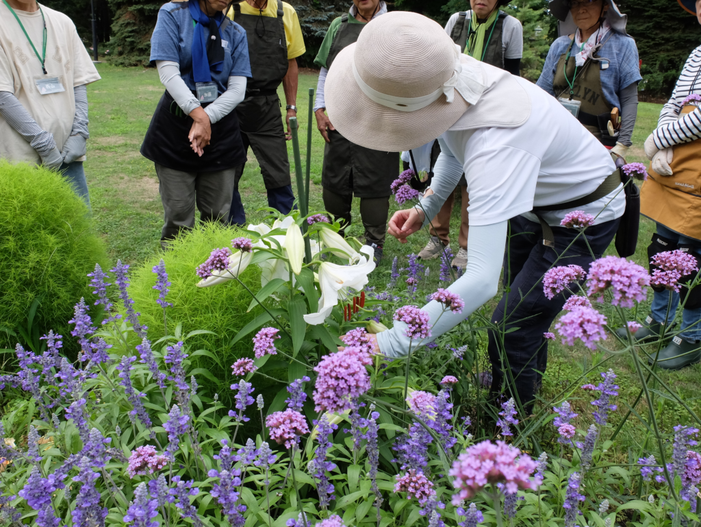 2025年さっぽろまちづくりガーデニング講座課外活動メンテナンス（百合が原公園②）－メンテナンス活動の様子