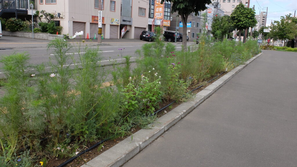 2025年さっぽろまちづくりガーデニング講座課外活動メンテナンス（豊平公園①）－メンテナンス活動前の花壇の様子