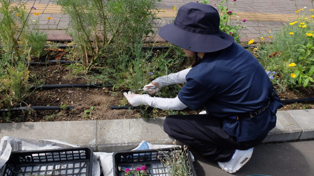 2025年さっぽろまちづくりガーデニング講座課外活動メンテナンス（豊平公園①）－メンテナンス活動の様子
