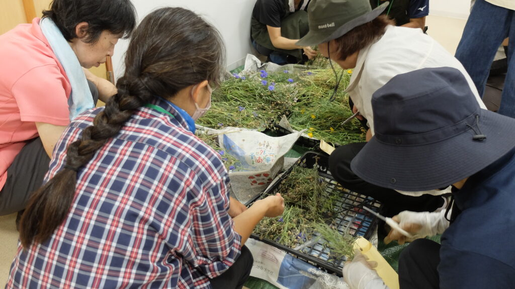 2025年さっぽろまちづくりガーデニング講座課外活動メンテナンス（豊平公園①）－メンテナンス活動の様子