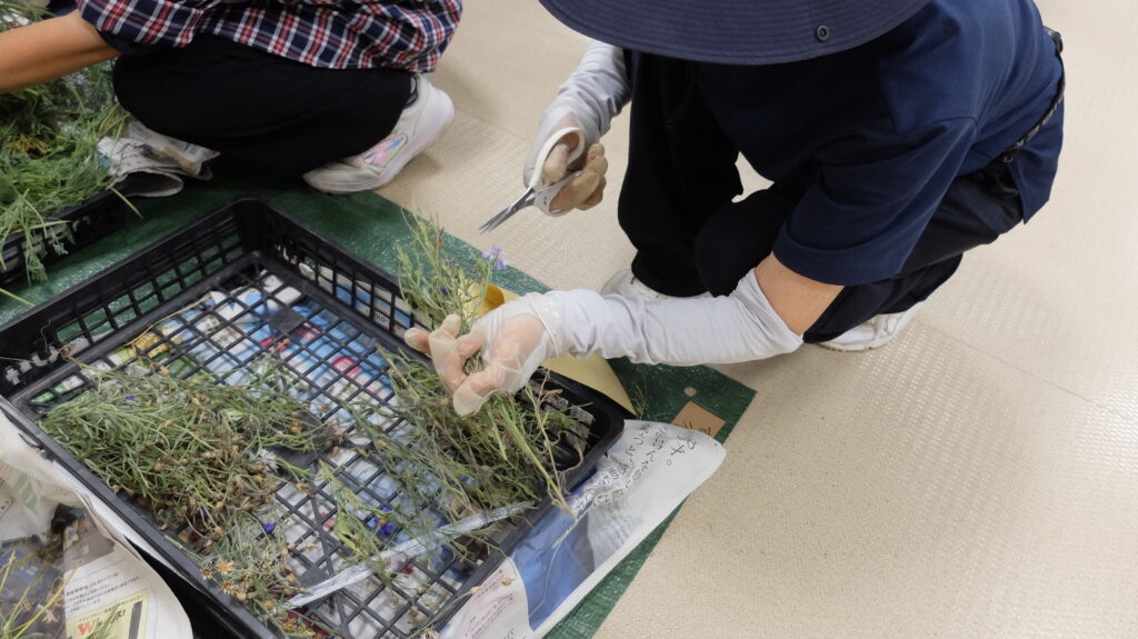 2025年さっぽろまちづくりガーデニング講座課外活動メンテナンス（豊平公園①）－メンテナンス活動の様子