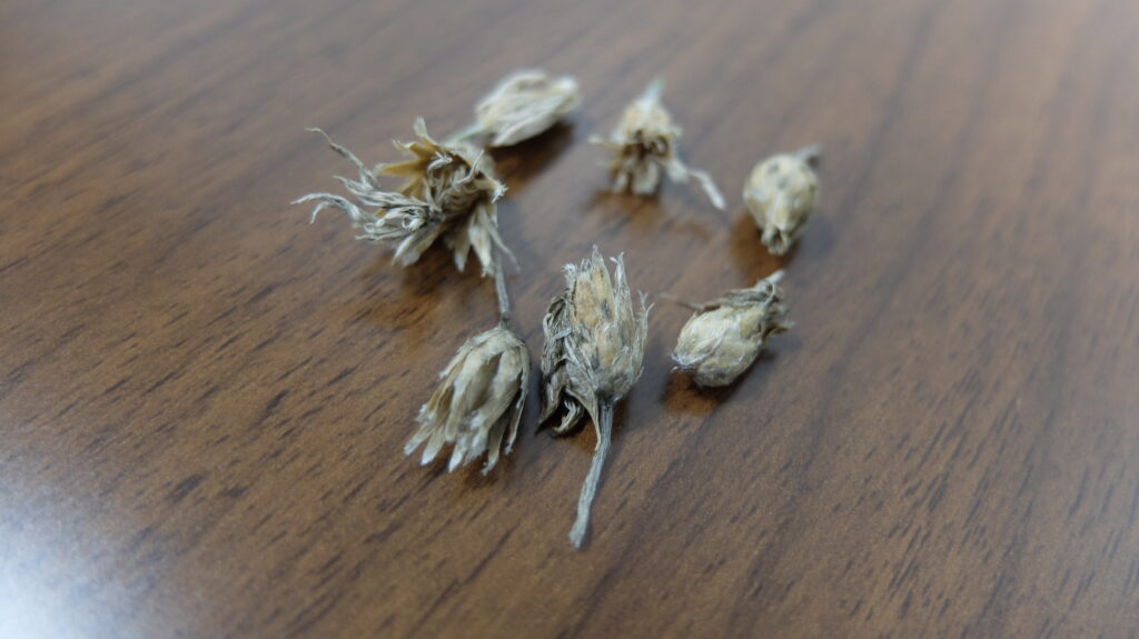 2025年さっぽろまちづくりガーデニング講座課外活動メンテナンス（豊平公園①）－ヤグルマギクの種