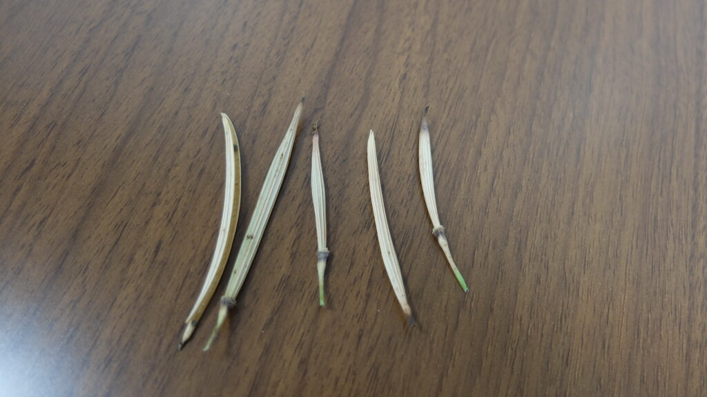 2025年さっぽろまちづくりガーデニング講座課外活動メンテナンス（豊平公園①）－カリフォルニアポピーの種