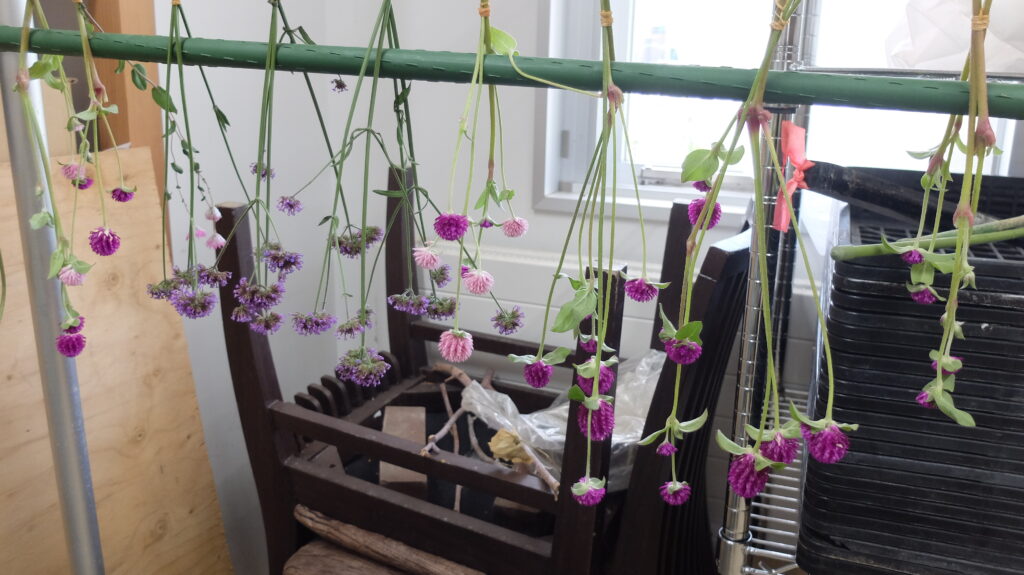 2025年さっぽろまちづくりガーデニング講座課外活動メンテナンス（豊平公園①）－ドライフラワー用の花