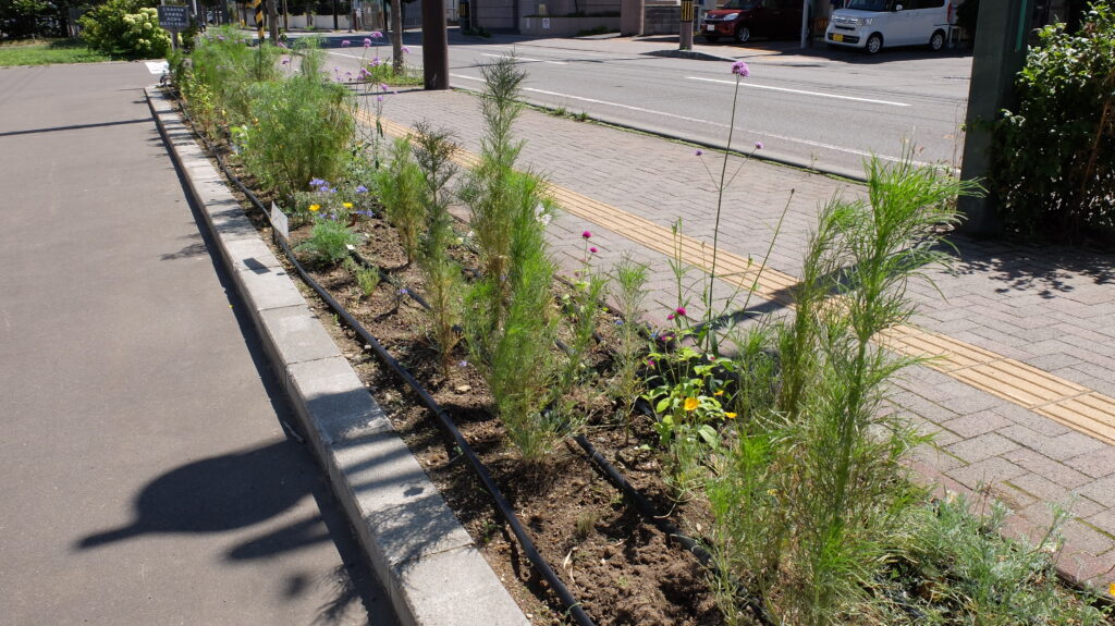 2025年さっぽろまちづくりガーデニング講座課外活動メンテナンス（豊平公園①）－メンテナンス活動後の花壇の様子