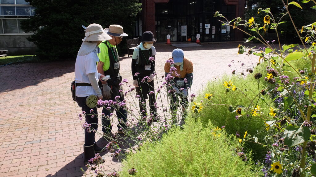 2025年さっぽろまちづくりガーデニング講座課外活動メンテナンス（百合が原公園③）－メンテナンス活動の様子