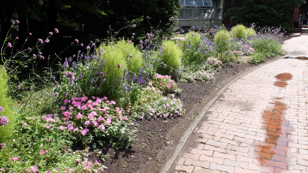 2025年さっぽろまちづくりガーデニング講座課外活動メンテナンス（百合が原公園③）－メンテナンス活動前の様子