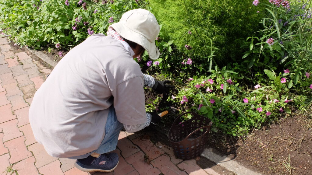 2025年さっぽろまちづくりガーデニング講座課外活動メンテナンス（百合が原公園③）－メンテナンス活動の様子