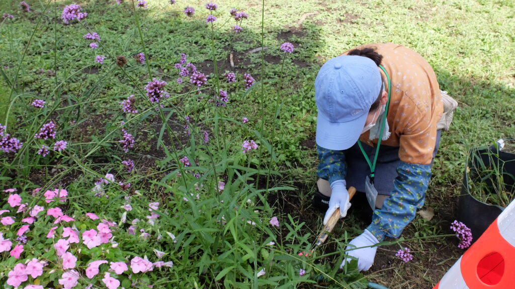 2025年さっぽろまちづくりガーデニング講座課外活動メンテナンス（百合が原公園③）－メンテナンス活動の様子