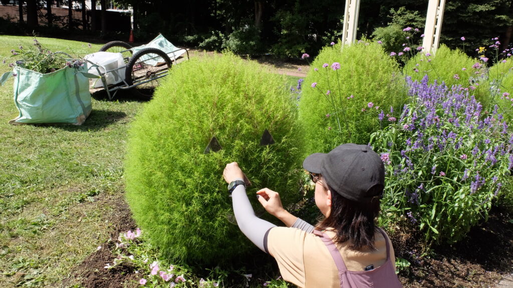 2025年さっぽろまちづくりガーデニング講座課外活動メンテナンス（百合が原公園③）－メンテナンス活動の様子