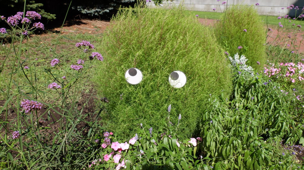 2025年さっぽろまちづくりガーデニング講座課外活動メンテナンス（百合が原公園③）－メンテナンス活動の様子