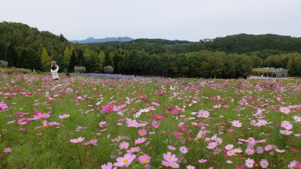 2025年さっぽろまちづくりガーデニング講座第13回目－ガーデン見学会の様子