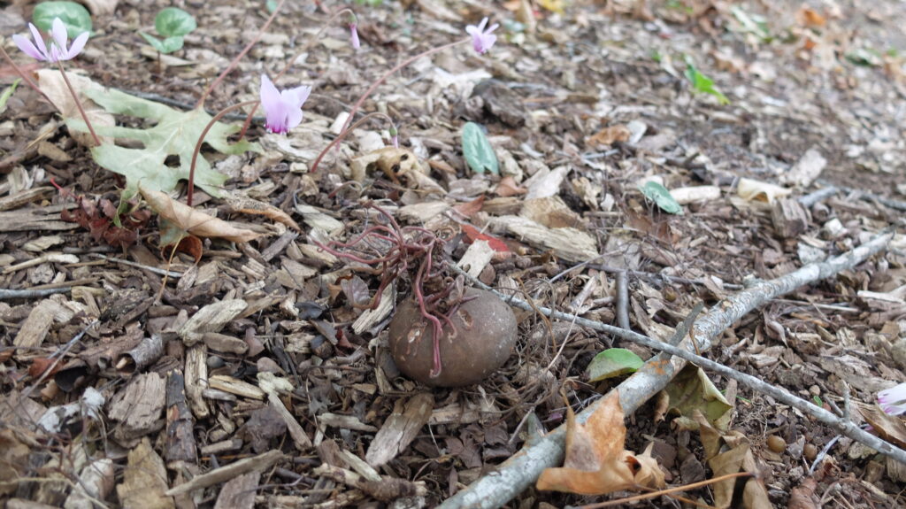 2025年さっぽろまちづくりガーデニング講座第13回目－ガーデン見学会の様子