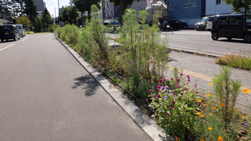 2025年さっぽろまちづくりガーデニング講座課外活動メンテナンス（豊平公園②）－メンテナンス前の様子