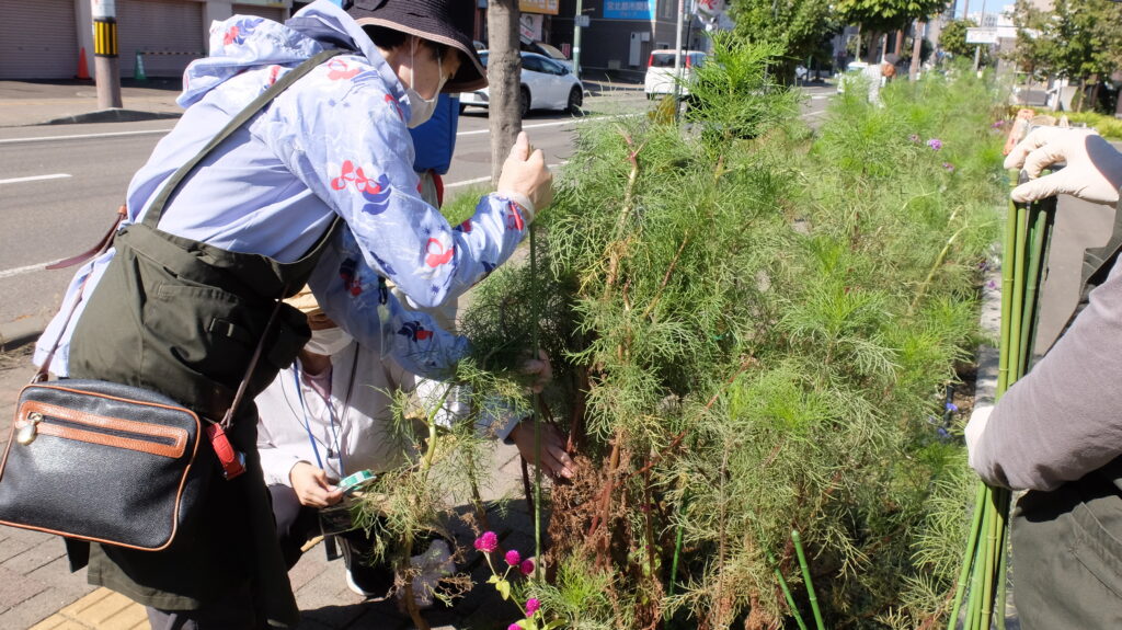 2025年さっぽろまちづくりガーデニング講座課外活動メンテナンス（豊平公園②）－メンテナンス活動の様子