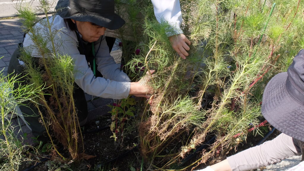 2025年さっぽろまちづくりガーデニング講座課外活動メンテナンス（豊平公園②）－メンテナンス活動の様子