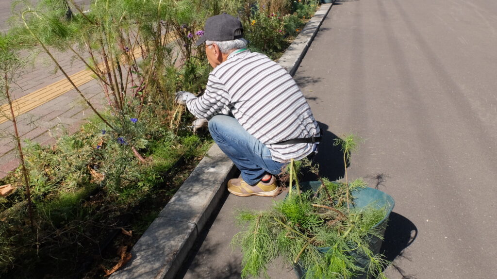 2025年さっぽろまちづくりガーデニング講座課外活動メンテナンス（豊平公園②）－メンテナンス活動の様子