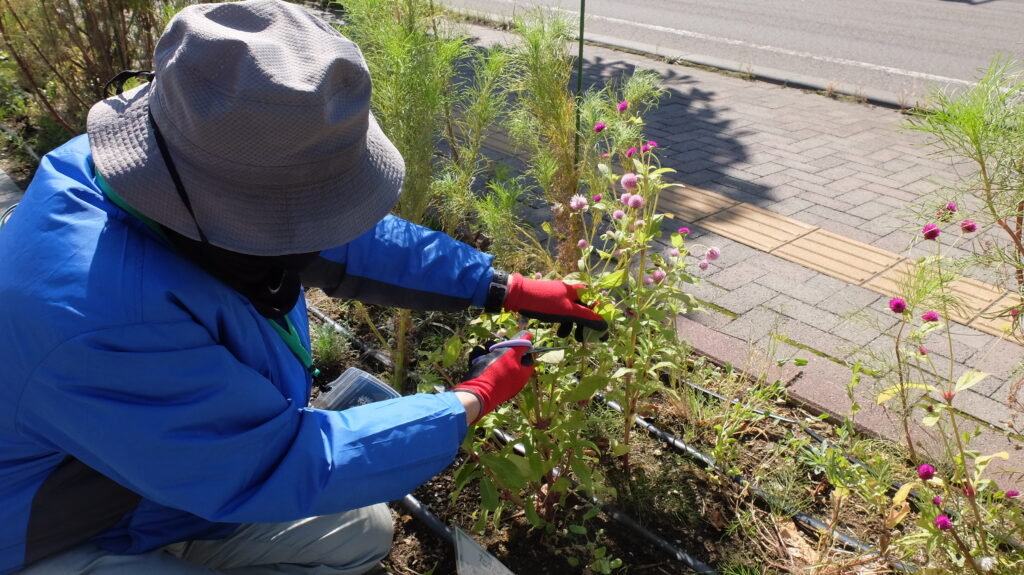 2025年さっぽろまちづくりガーデニング講座課外活動メンテナンス（豊平公園②）－メンテナンス活動の様子