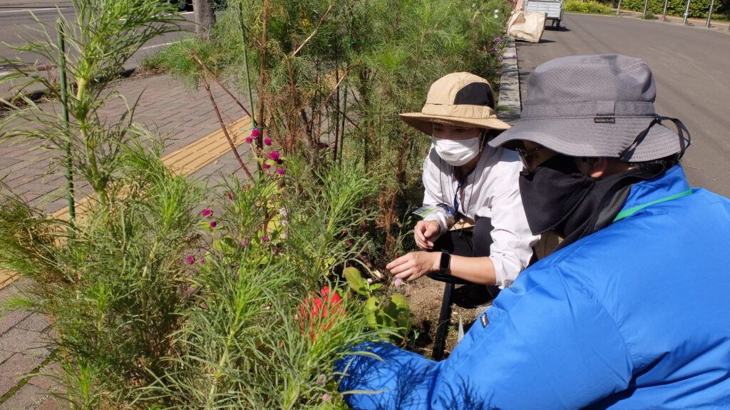 2025年さっぽろまちづくりガーデニング講座課外活動メンテナンス（豊平公園②）－メンテナンス活動の様子
