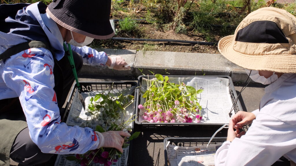 2025年さっぽろまちづくりガーデニング講座課外活動メンテナンス（豊平公園②）－メンテナンス活動の様子