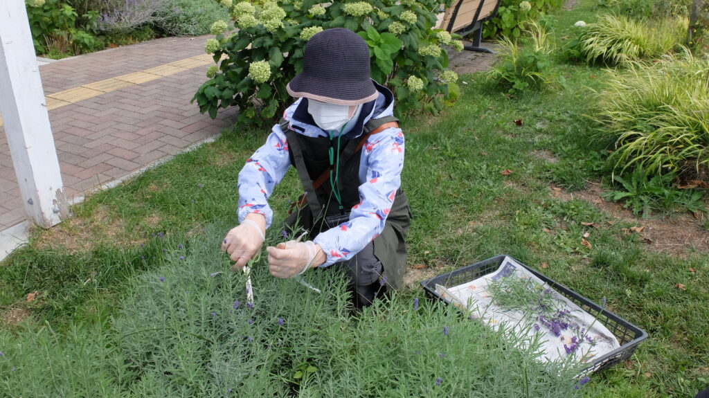 2025年さっぽろまちづくりガーデニング講座課外活動メンテナンス（豊平公園②）－メンテナンス活動の様子