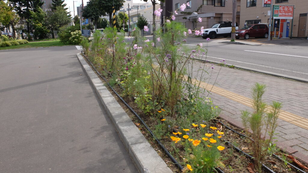 2025年さっぽろまちづくりガーデニング講座課外活動メンテナンス（豊平公園②）－メンテナンス後の様子