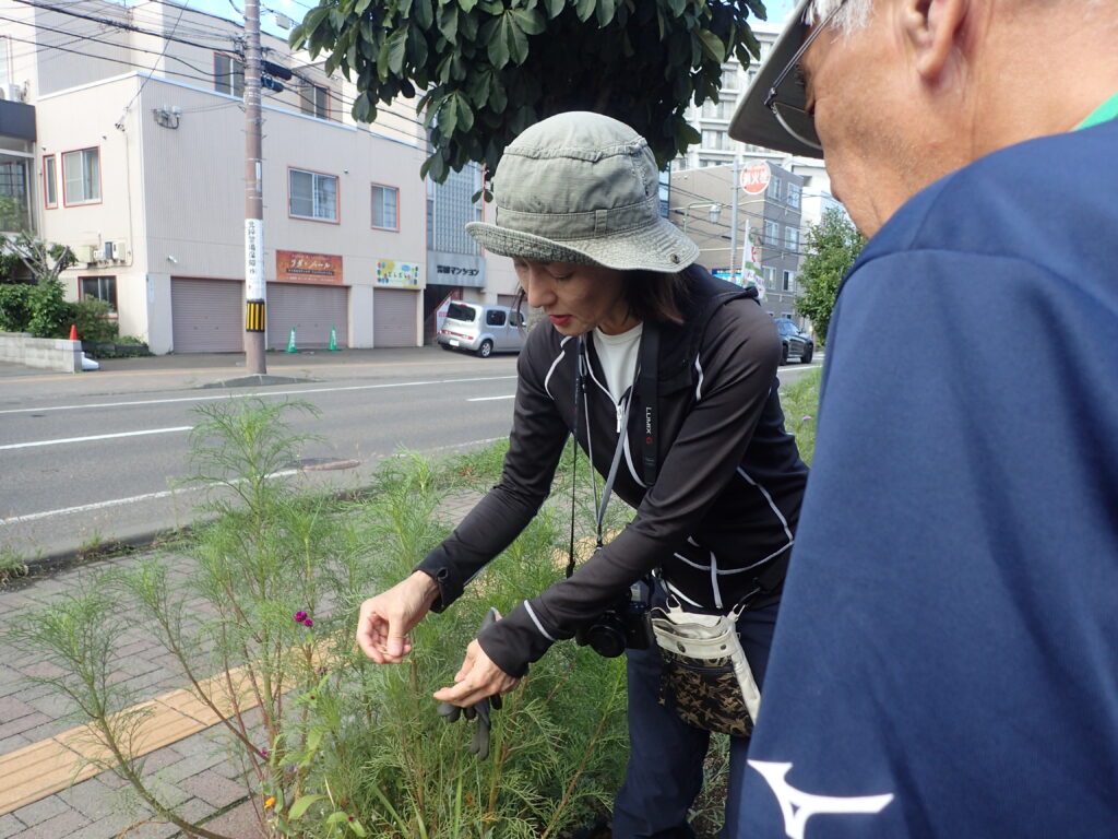 2025年さっぽろまちづくりガーデニング講座課外活動メンテナンス（豊平公園①）－メンテナンス活動の様子